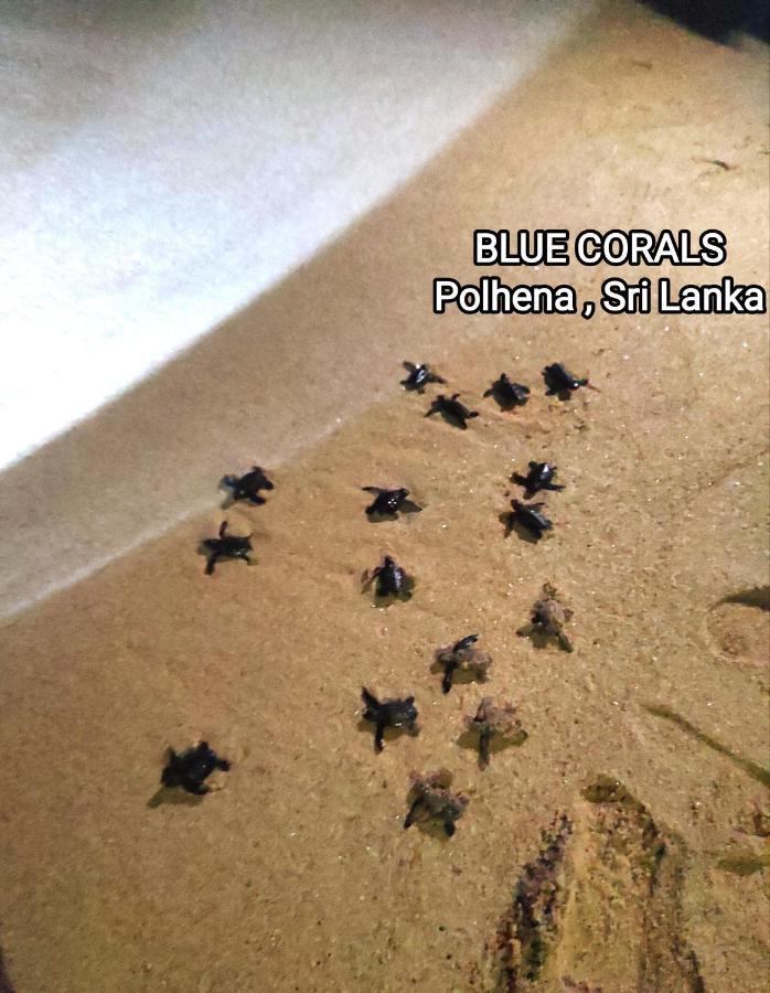 Blue Corals Beach Bungalow Matara Eksteriør billede