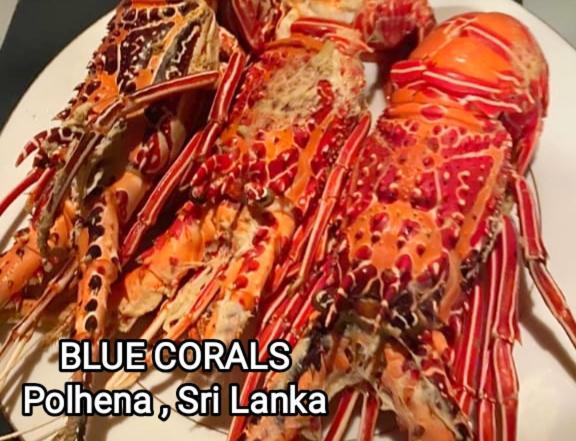 Blue Corals Beach Bungalow Matara Eksteriør billede